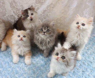 Minuet cat hot sale for sale